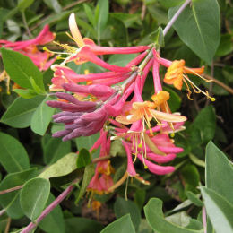 Honeysuckle Goldflamme